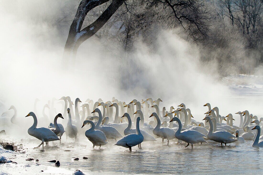 animal, bird, Hokkaido, Japan, kushiro, lake, travel, Whooper Swan, wildlife, winter, S19-1378477, AGEFOTOSTOCK