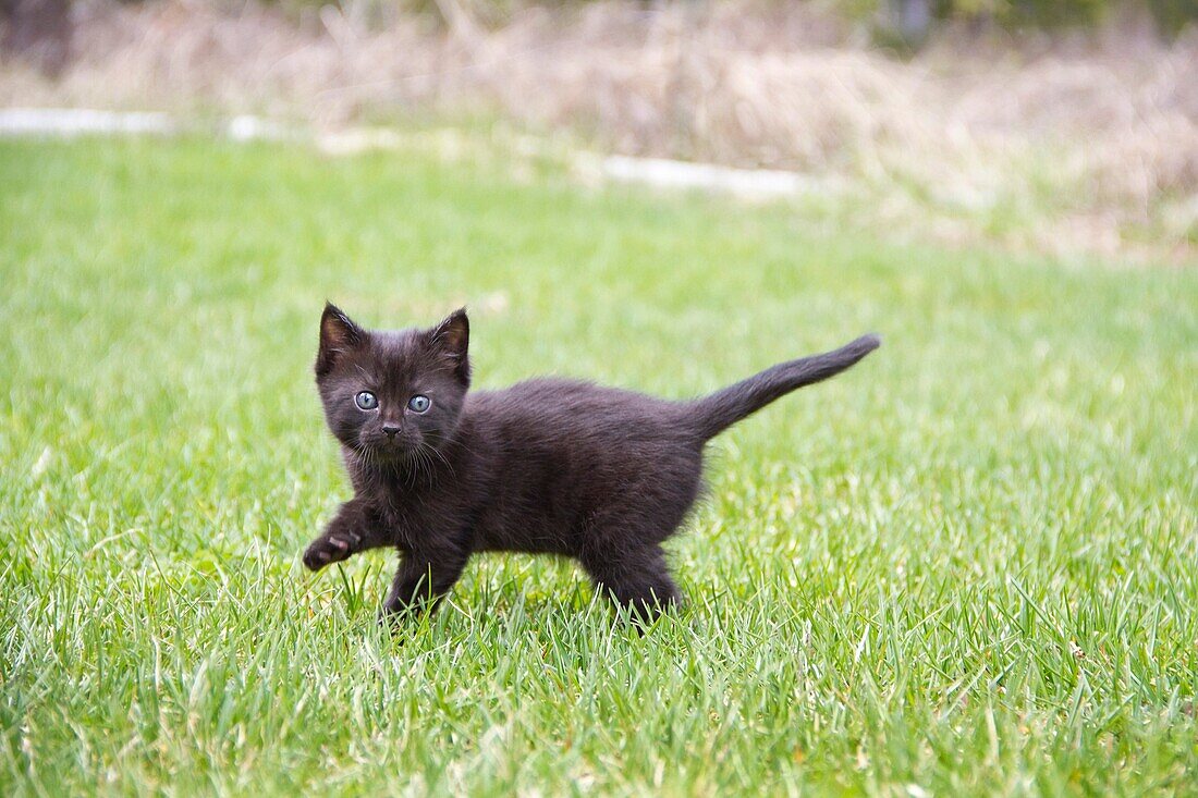 A black kitten outdoors in a yard.