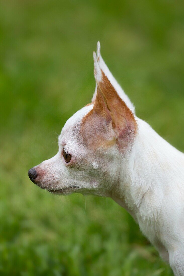 A chihuahua outdoors in the grass