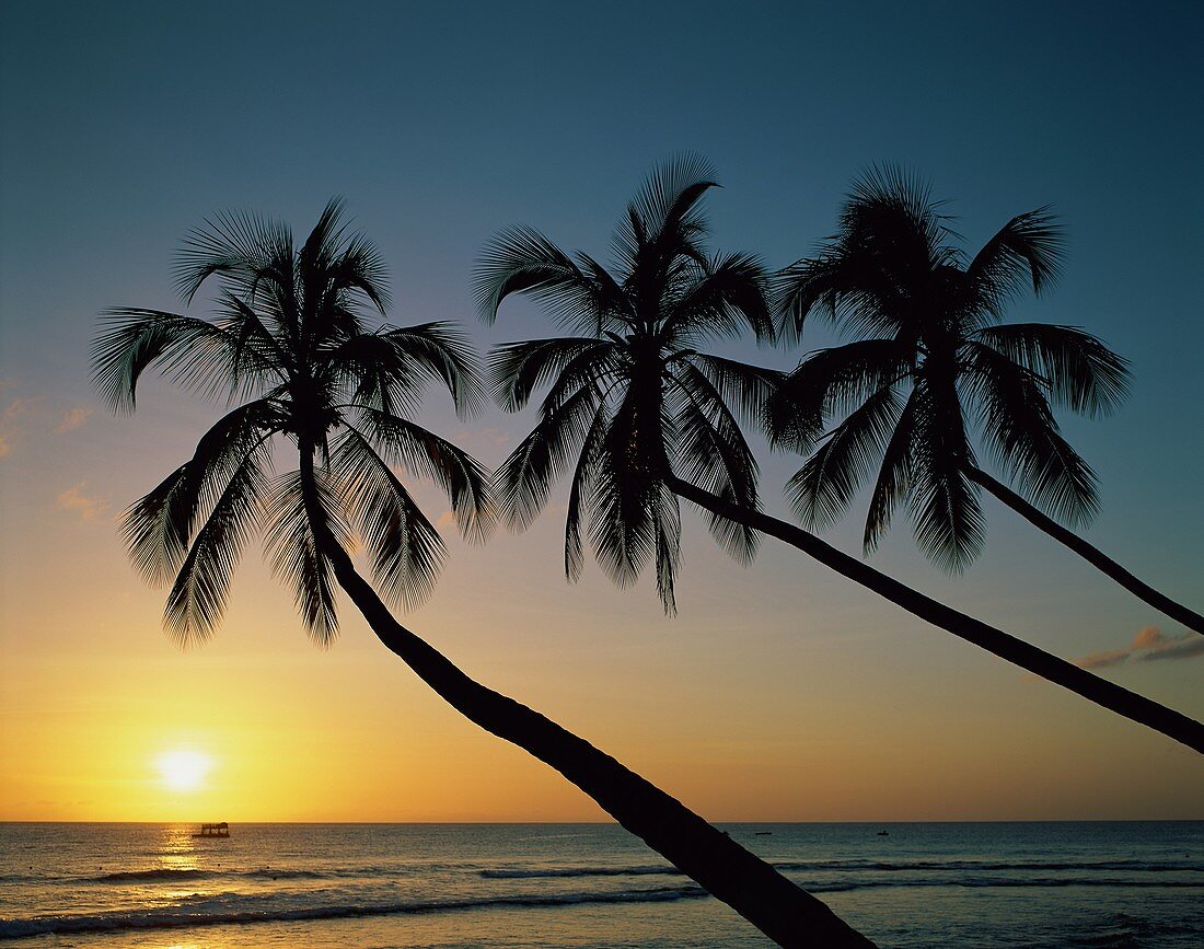 beach, escape, exotic, inspirational, palm, paradis. Beach, Escape, Exotic, Holiday, Inspirational, Landmark, Palm, Paradise, Sun, Sunrise, Sunset, Tourism, Tranquility, Travel, Tre