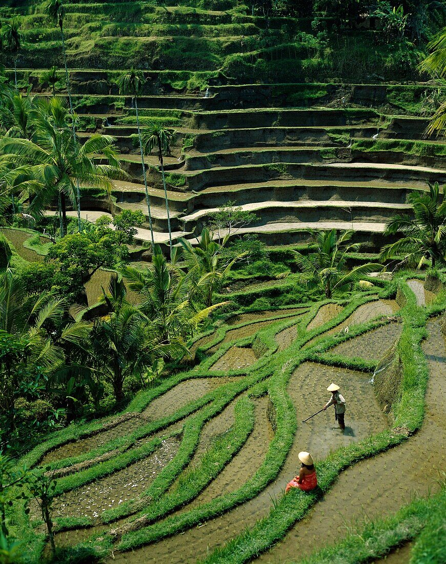 agricultural, agriculture, Bali, crop, farmers, far. Agricultural, Agriculture, Bali, Asia, Crop, Farmers, Farming, Flooding, Grow, Growing, Holiday, Indonesia, Irrigating, Irrigati