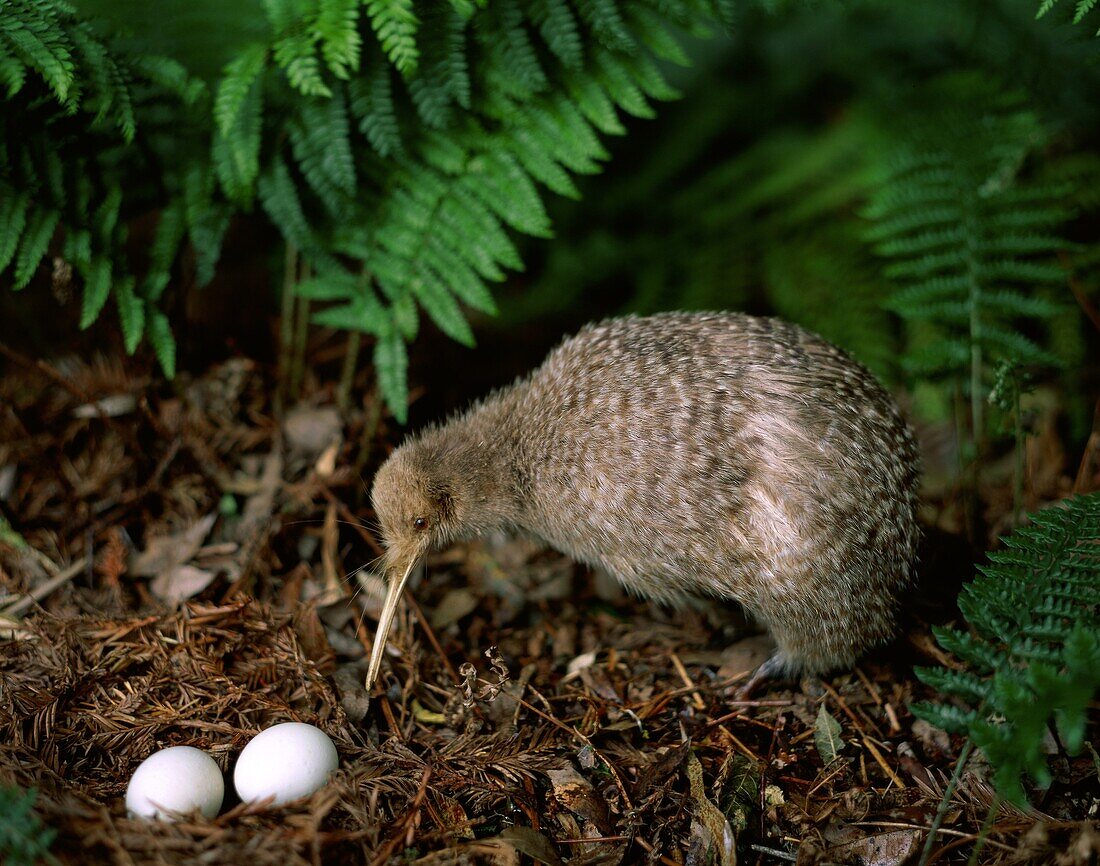 kiwi animal eggs