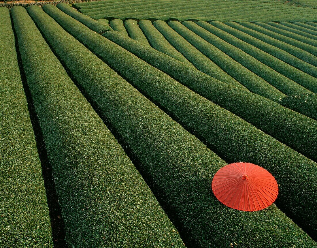 agriculture, contrast, fields, green, Japan, Asia, . Agriculture, Asia, Contrast, Fields, Green, Holiday, Japan, Landmark, Maze, Pattern, Patterns, Red, Repetition, Repetitions, Row