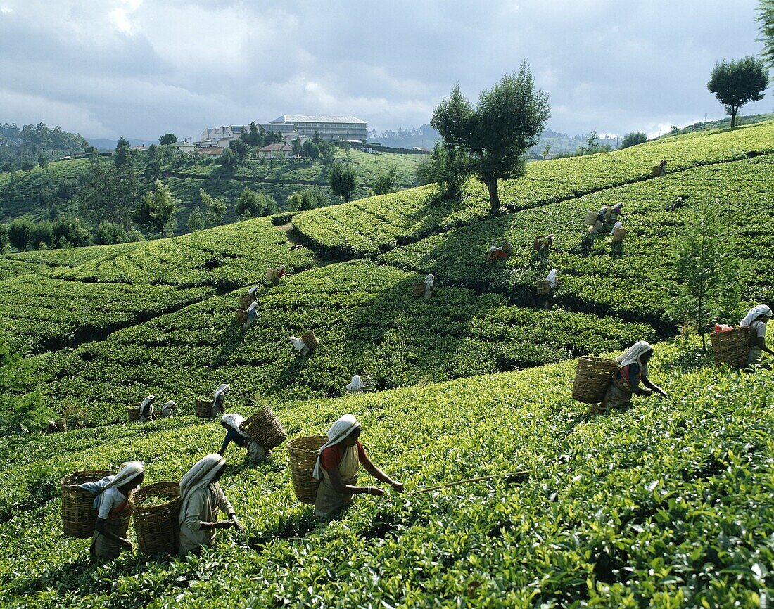 Nuwara Eliya, Sri Lanka, Tea Fields, Tea Pickers, . Fields, Holiday, Landmark, Nuwara eliya, Pickers, Sri lanka, Asia, Tea, Tourism, Travel, Vacation
