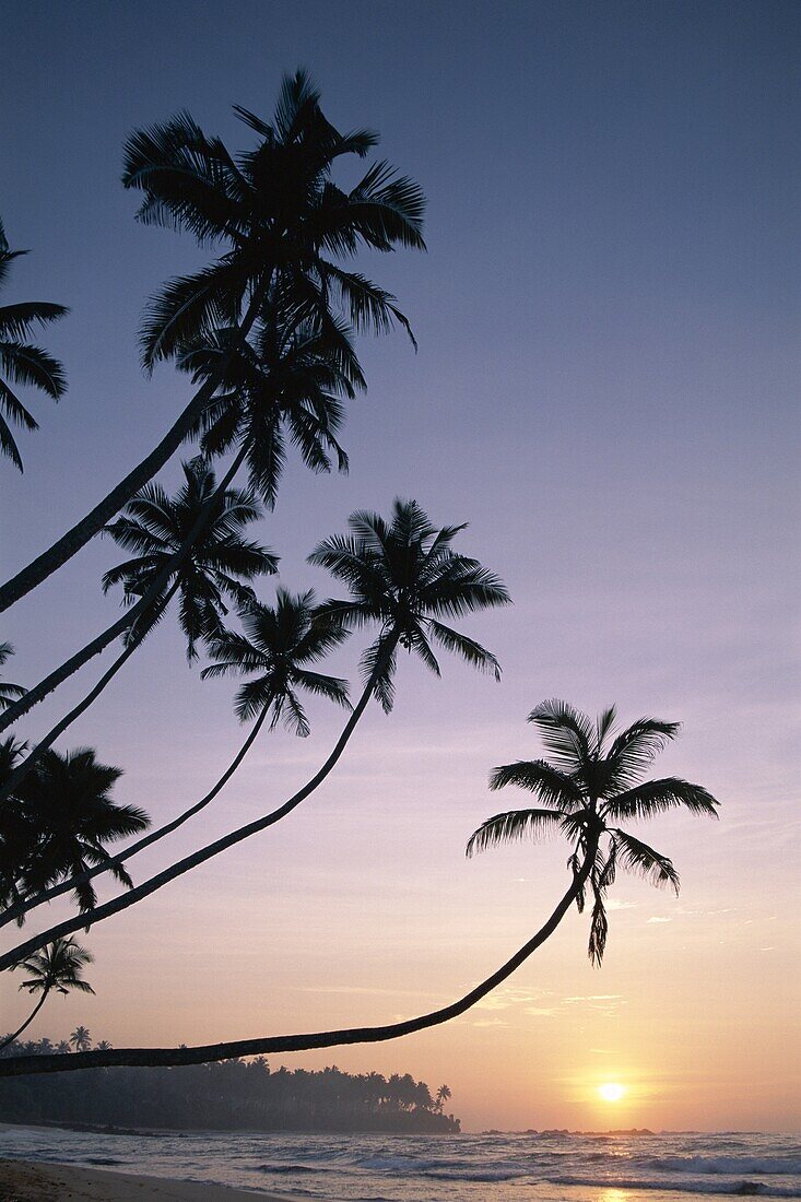 Palm Trees, Sri Lanka, Sunset, Unawatuna, Unawatuna. Beach, Holiday, Landmark, Palm trees, Sri lanka, Asia, Sunset, Tourism, Travel, Unawatuna, Vacation