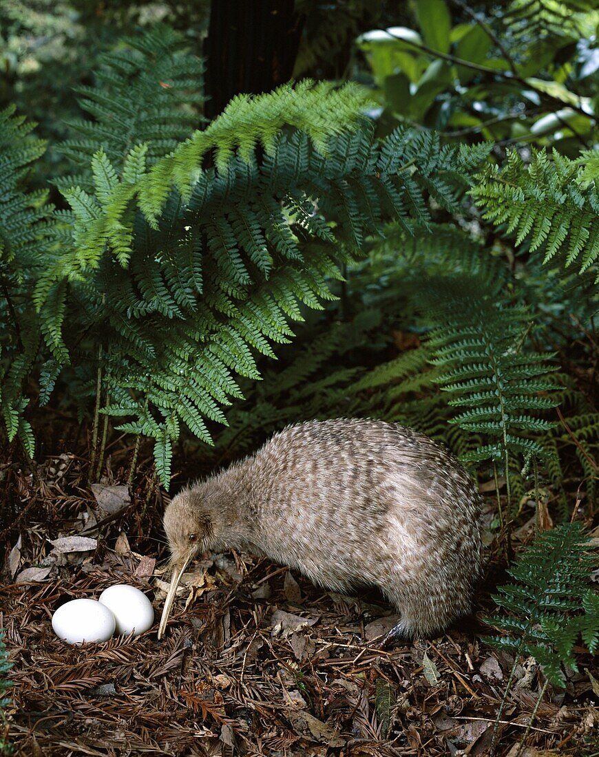 Eggs, Little Spotted Kiwi, Native Bird, New Zealand. Bird, Eggs, Holiday, Kiwi, Landmark, Little, Native, New zealand, North island, Spotted, Tourism, Travel, Vacation