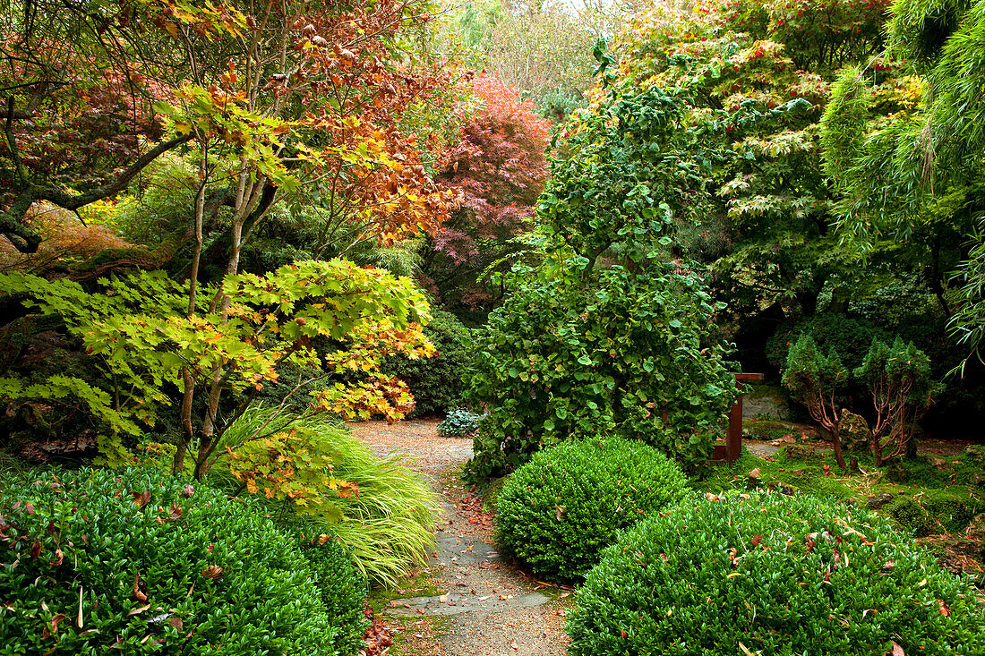 The Japanese Garden, Nr Newquay, Cornwall, England