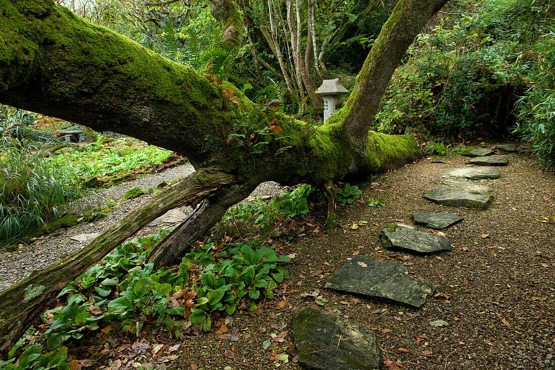 The Japanese Garden, Nr Newquay, Cornwall, England