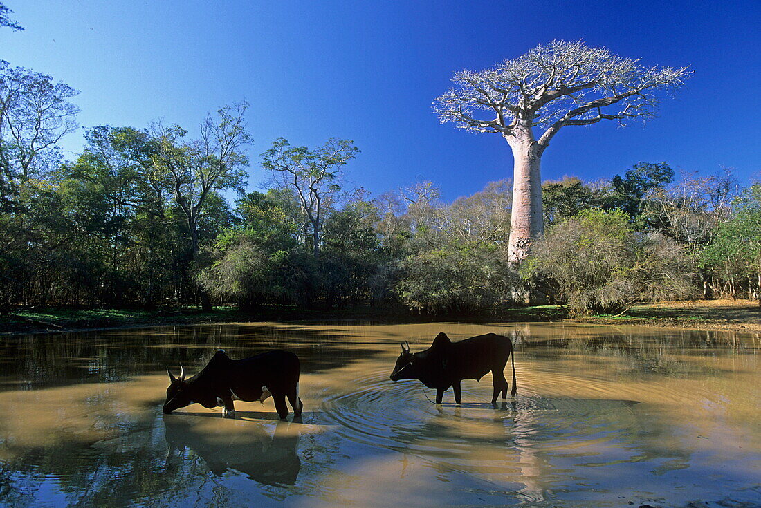 Madagascar, Morondava, baobab trees, Zebu cattles drinking from a pond