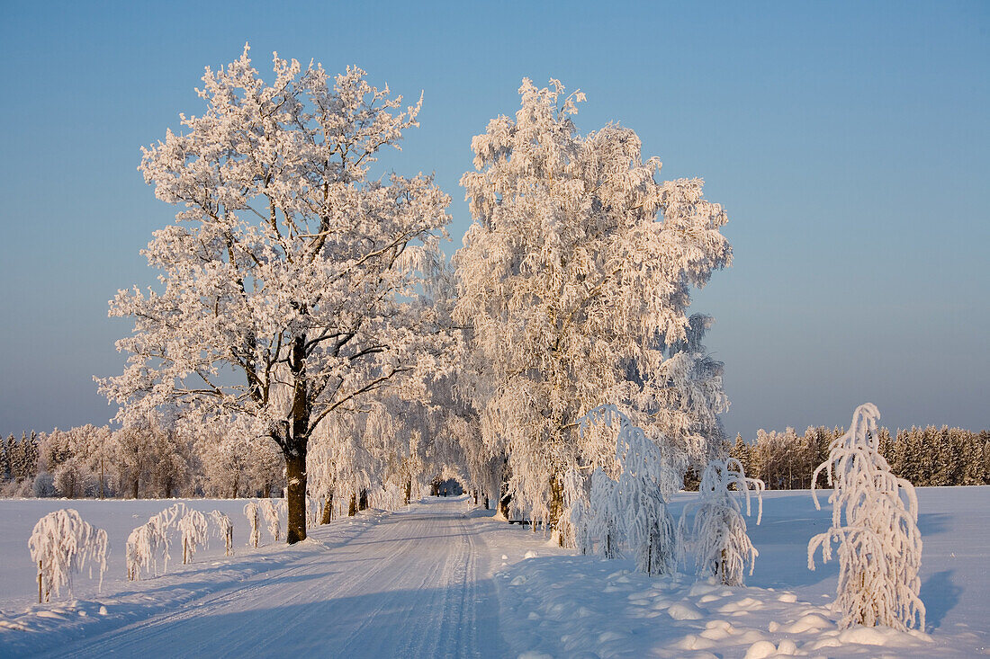 Snow Covered Road, Estonia