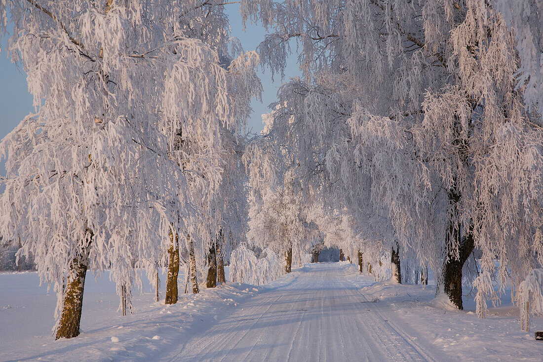 Frozen Path Through Trees, Estonia