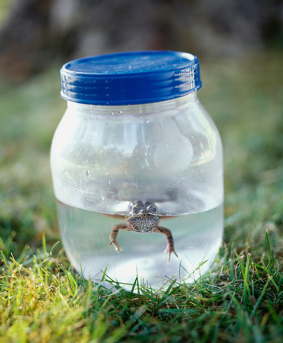 Frog in a Jar, Salt Spring Island, British Columbia, Canada