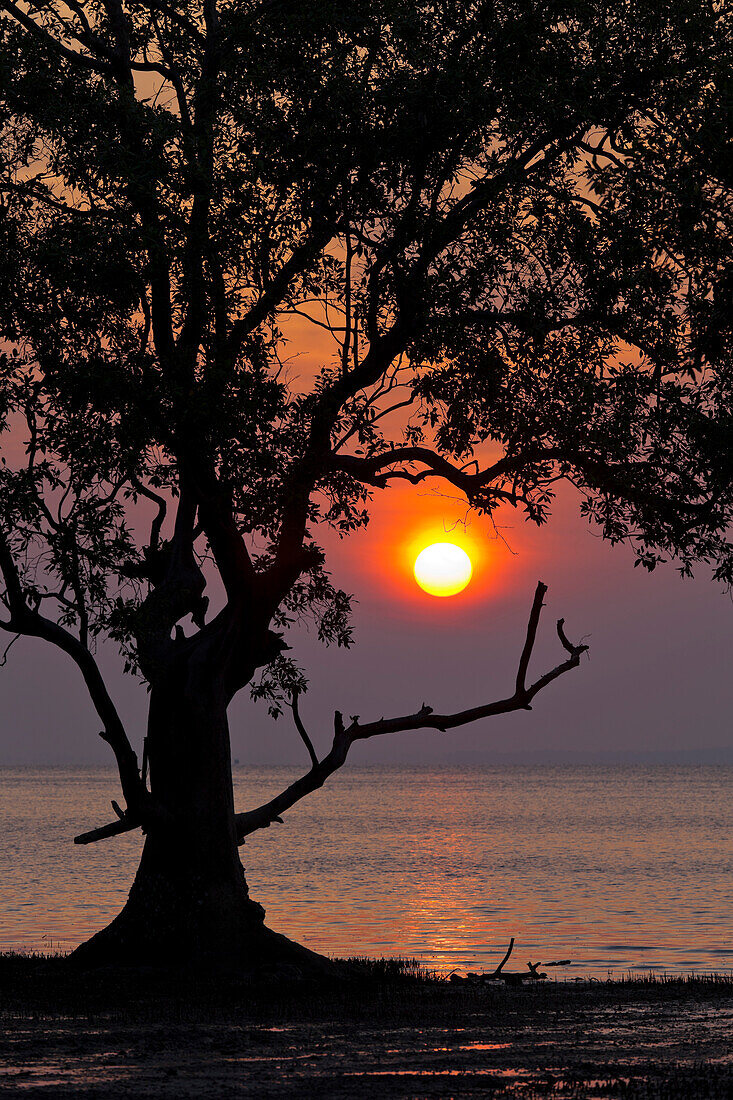 Sonnenaufgang am Railey East Beach, Baum, Ao Nang, Krabi, Thailand