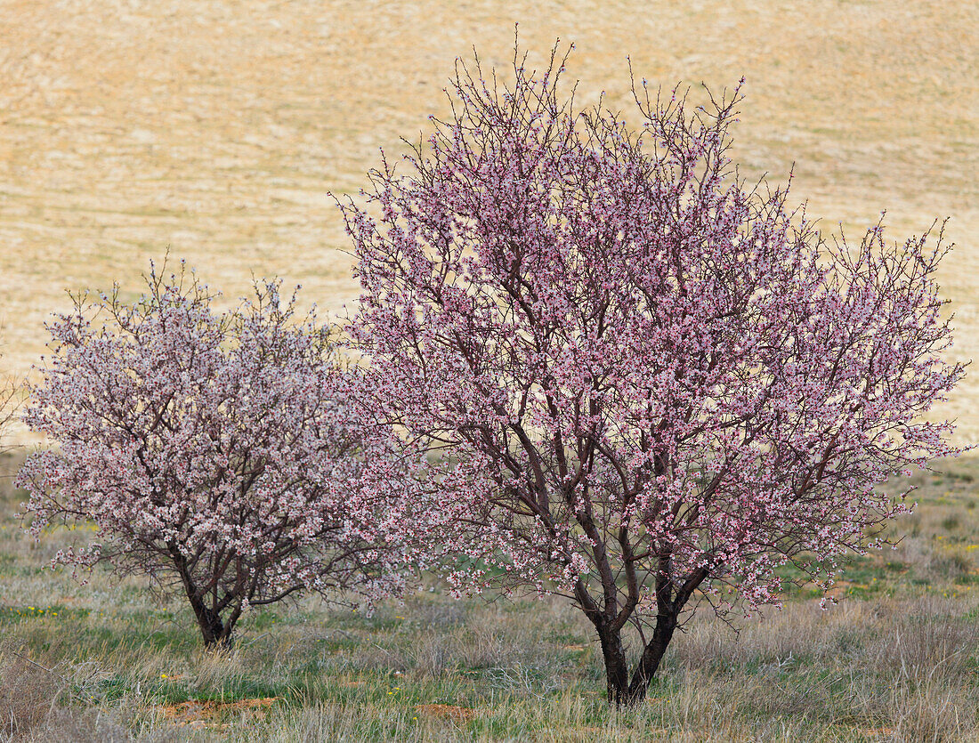 Two bossoming trees, near Konya, Kappadokien, Turkey, Anatolia, Cappadocia, Turkey