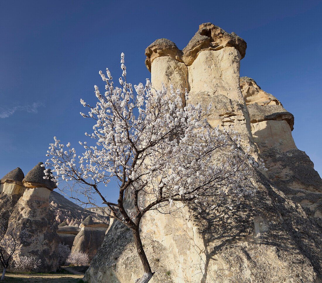 Blooming tree and the Fairy Chimney near Pasabagi, Tufa erosion, Goereme National Park, UNESCO World Nature Site, Cappadocia, Anatolia, Turkey