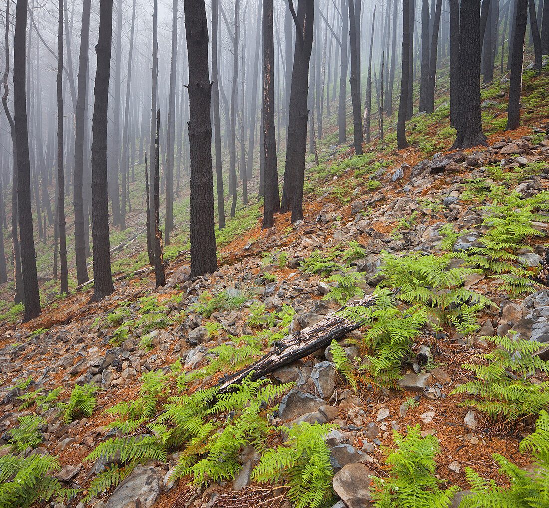 Fern, burnt tree trunks, fog, Polso, Madeira, Portugal