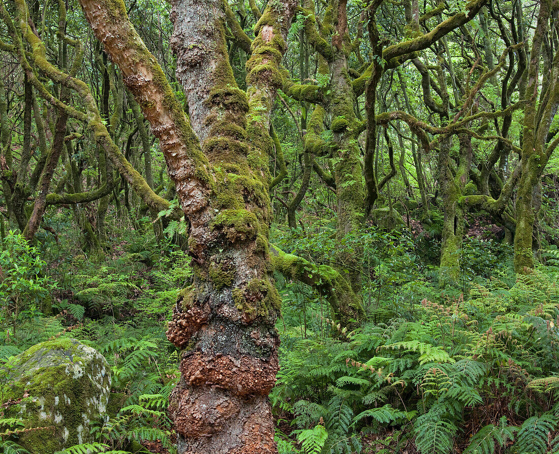Wald im Regen, Moos, Baumstamm, Caldeirao Verde, Queimadas Naturpark, Madeira, Portugal