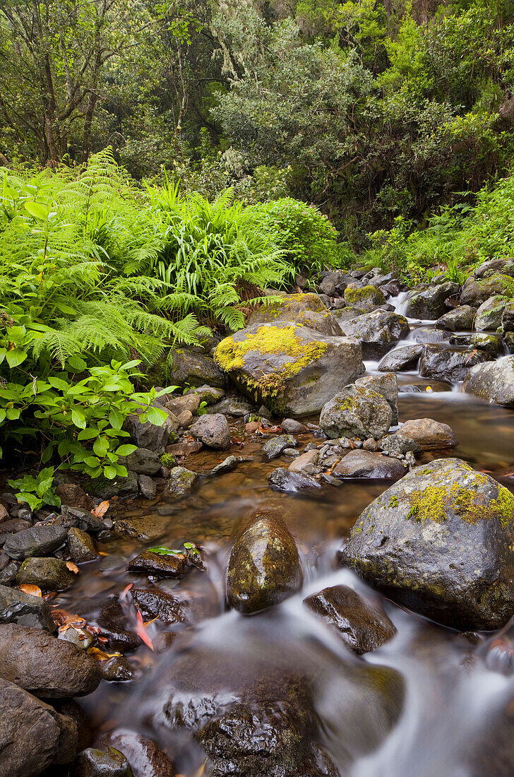 Rio Silveira, mossy stones, Caldeirao Verde, Queimadas Forest Park, Madeira, Portugal