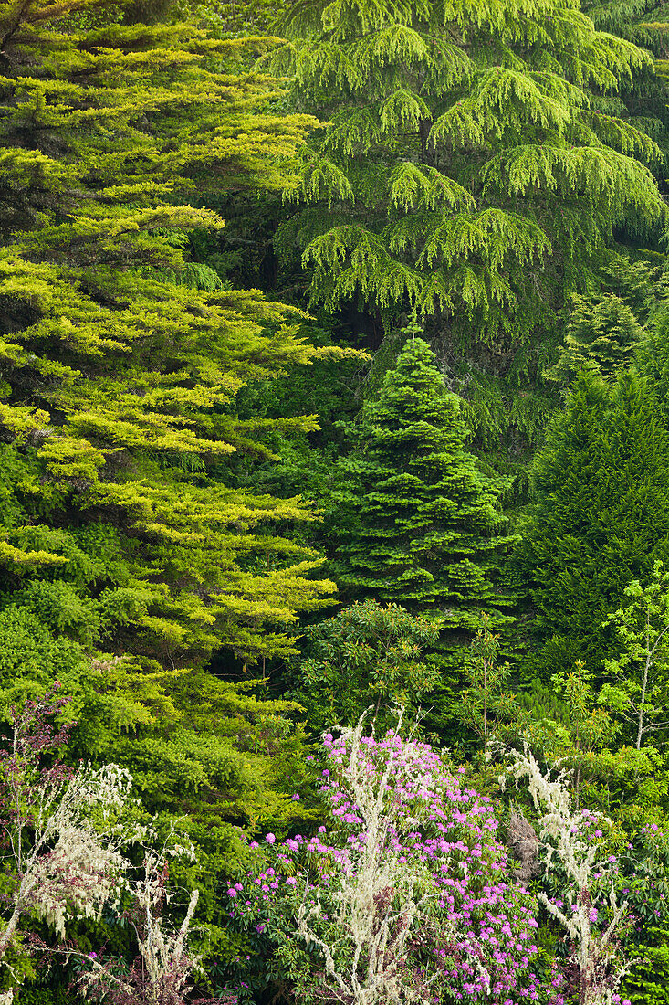 Coniferous Forest and rhododendron in blossom, near Caldeirao Verde, Queimadas Forest Park, Madeira, Portugal