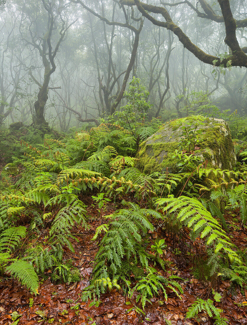 Forest during rain, Caldeirao Verde, Queimadas Forest Park, Madeira, Portugal