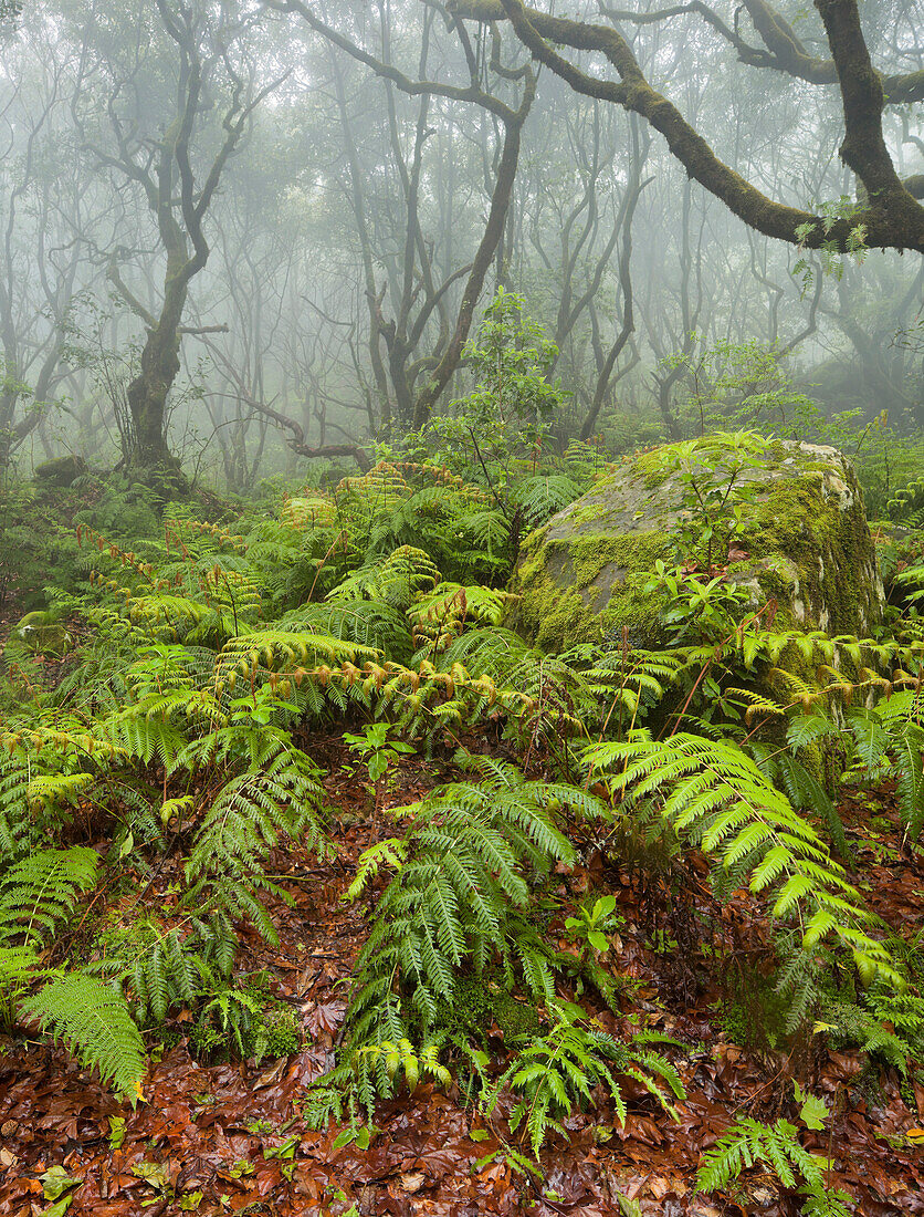 Wald im Regen, Caldeirao Verde, Queimadas Naturpark, Madeira, Portugal