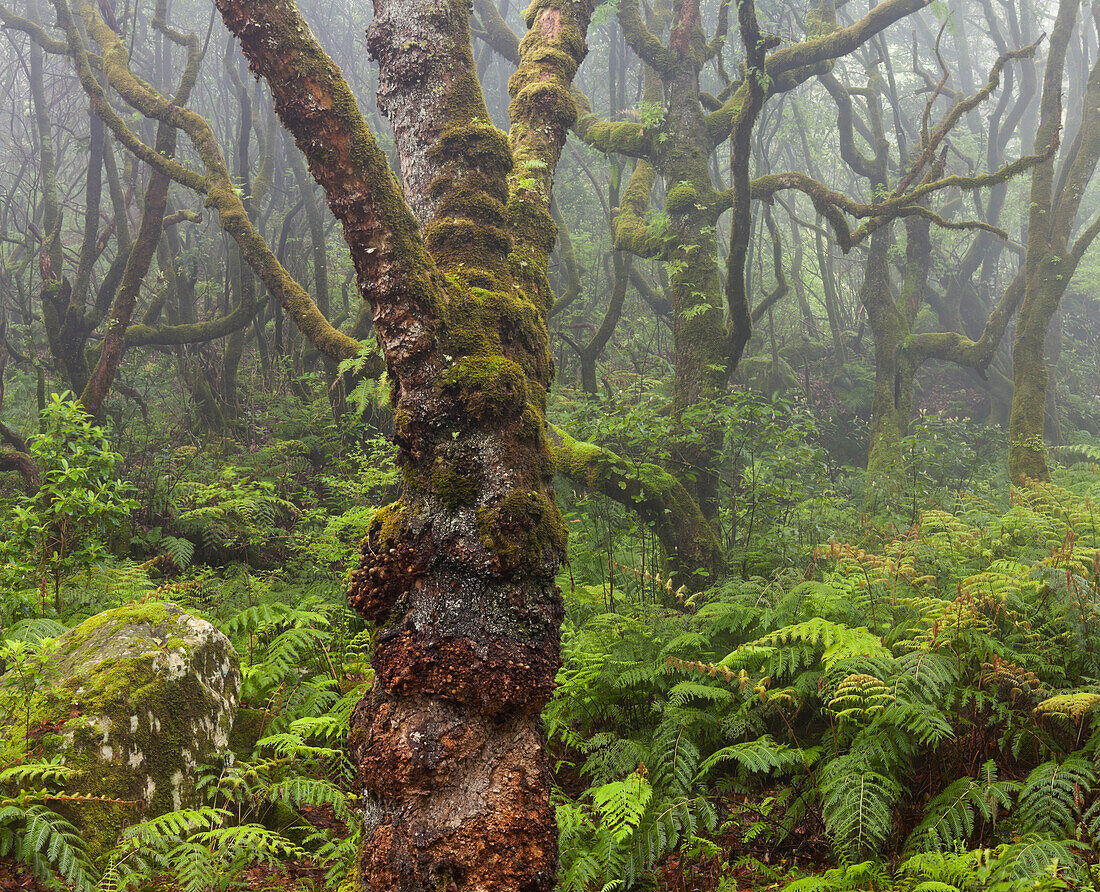 Forest during rain, Caldeirao Verde, Queimadas Forest Park, Madeira, Portugal