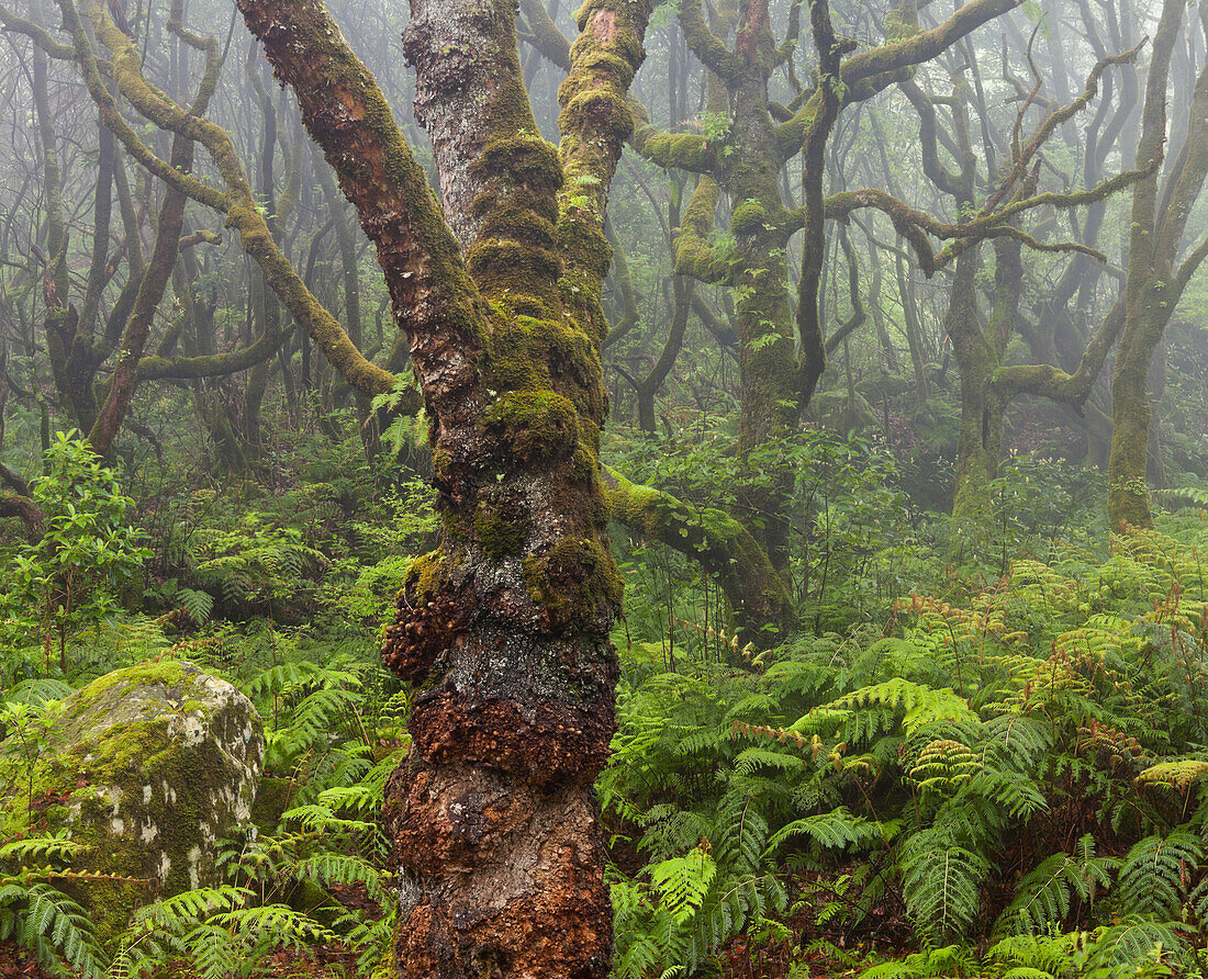 Wald im Regen, Caldeirao Verde, Queimadas Naturpark, Madeira, Portugal