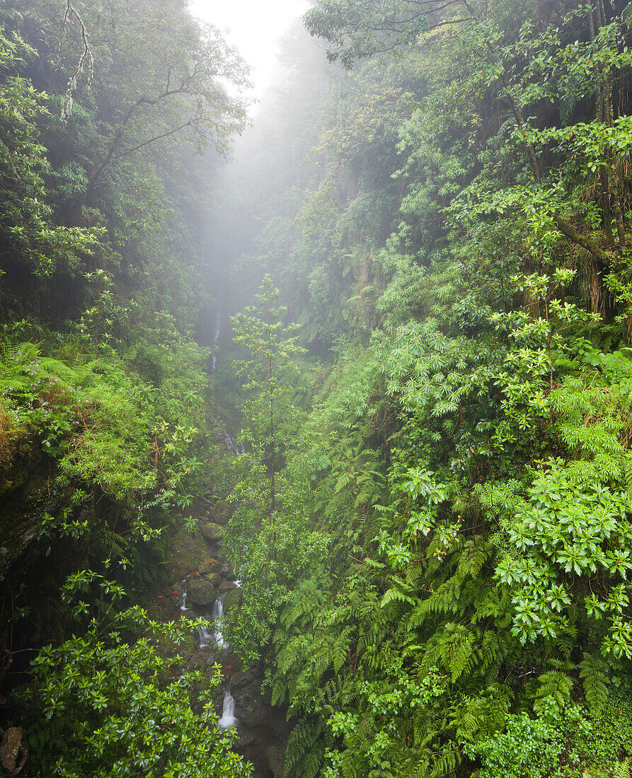 Regenwald bei Ribeira dos Cedros, Caldeirao Verde, Queimadas Naturpark, Madeira, Portugal
