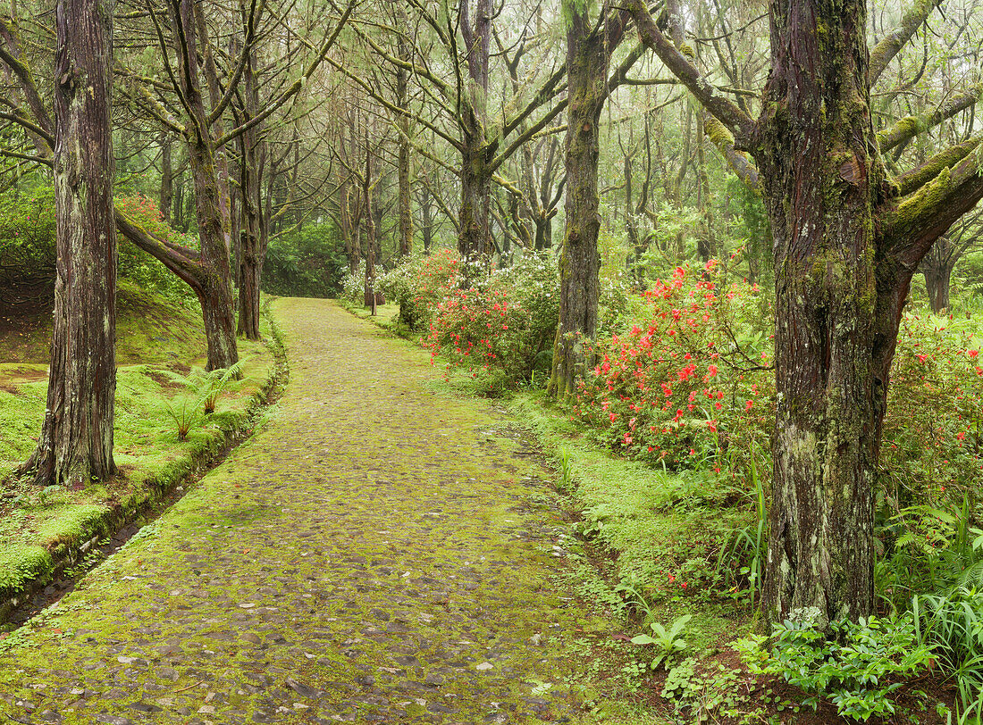 Mossy way in the forest, Caldeirao Verde, Queimadas Forest Park, Madeira, Portugal