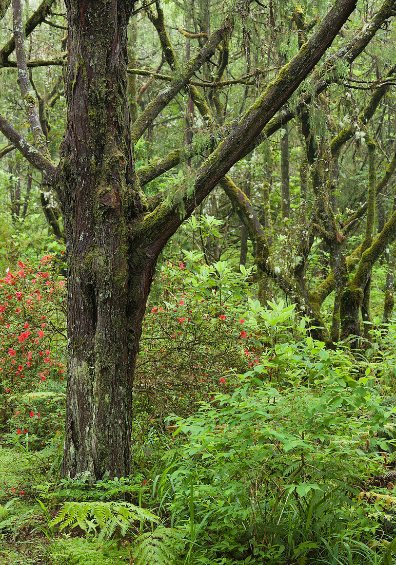 Tree trunks in the forest, Caldeirao Verde, Queimadas Forest Park, Madeira, Portugal