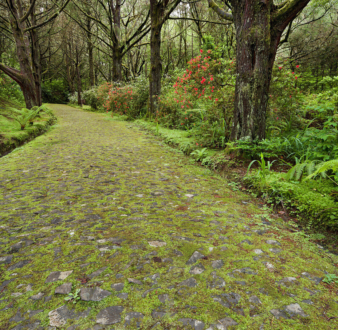 Mossy road, Caldeirao Verde, Queimadas Forest Park, Madeira, Portugal