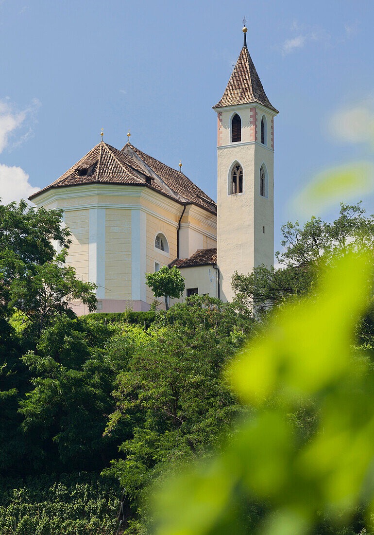 Church in Missiano with vines in the foreground, Trentino, Italy