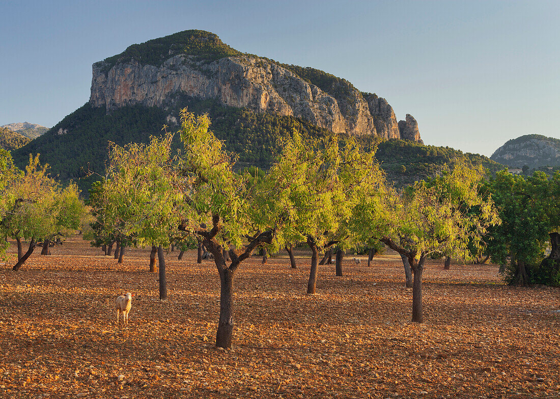 Sheep and olive trees near Puig de s'Alcadena, Mallorca, Spain