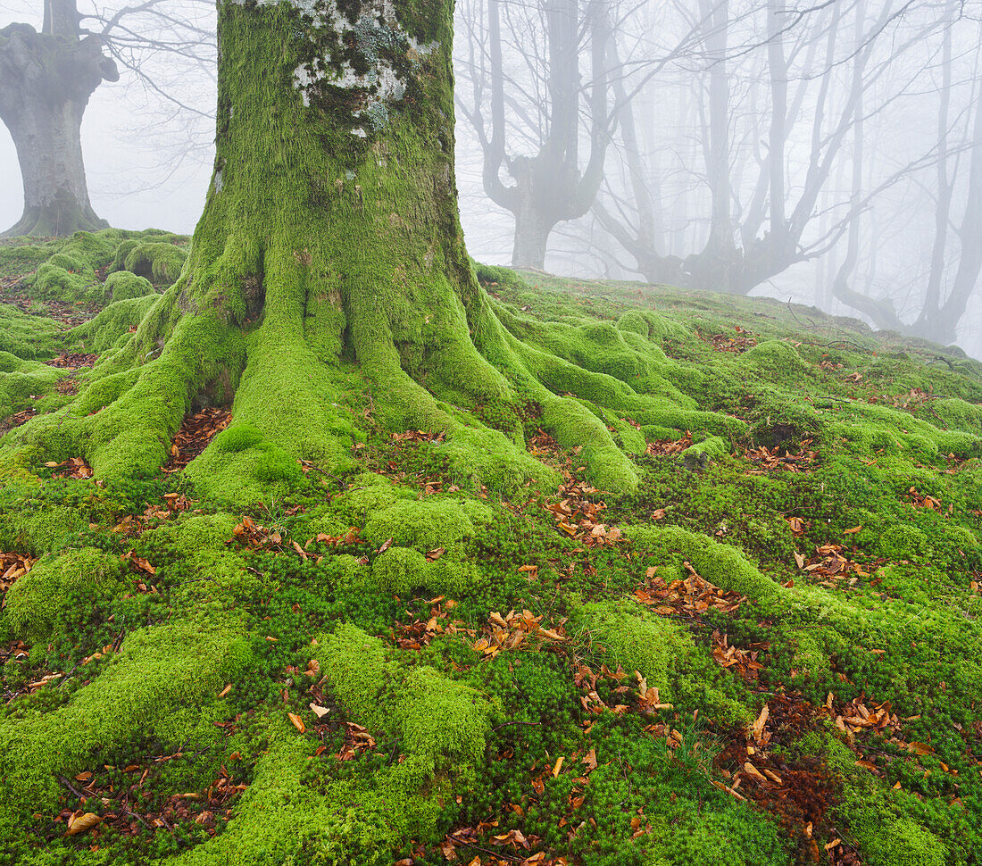 Beench forest, Gorbeia nature park, Basque Country, Spain