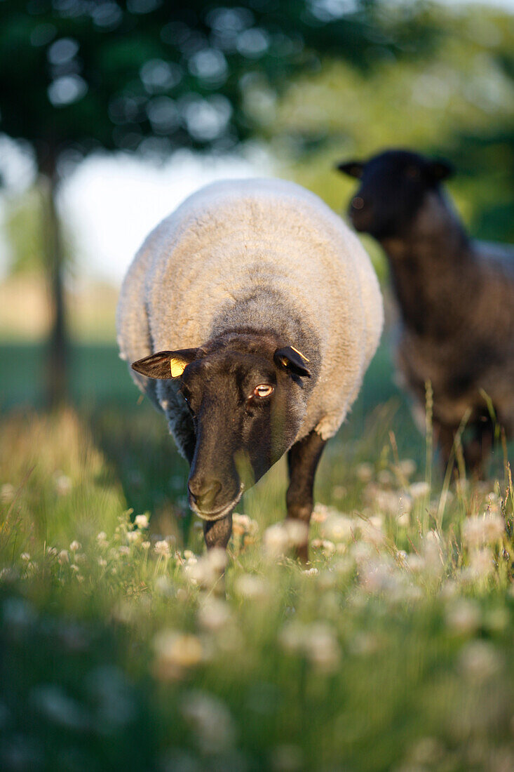 Schaf auf einer Wiese, Haus Strauss, Bauernkate in Klein Thurow, Roggendorf, Mecklenburg-Vorpommern, Deutschland