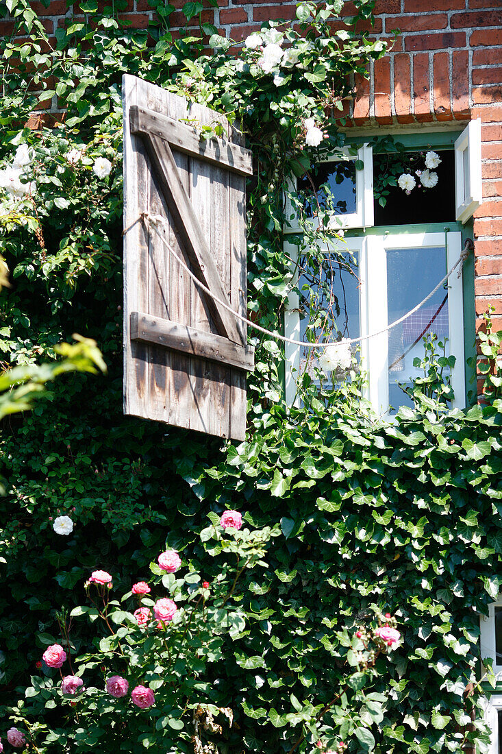 Kletterpflanzen an einer Hausfassade, Haus Strauss, Bauernkate in Klein Thurow, Roggendorf, Mecklenburg-Vorpommern, Deutschland