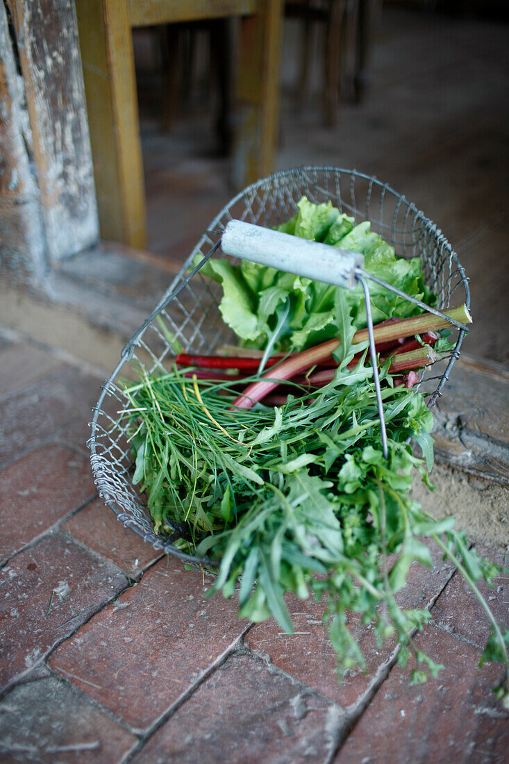 Basket full of fresh herbs, rhubarb and salat, Klein Thurow, Roggendorf, Mecklenburg-Western Pomerania, Germany