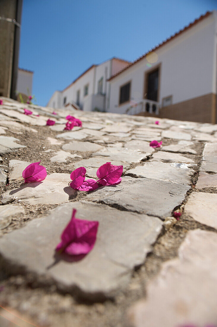 Bougainvillea Blüten auf Pflastersteinen in Gasse, Alcoutim, Algarve, Portugal, Europa