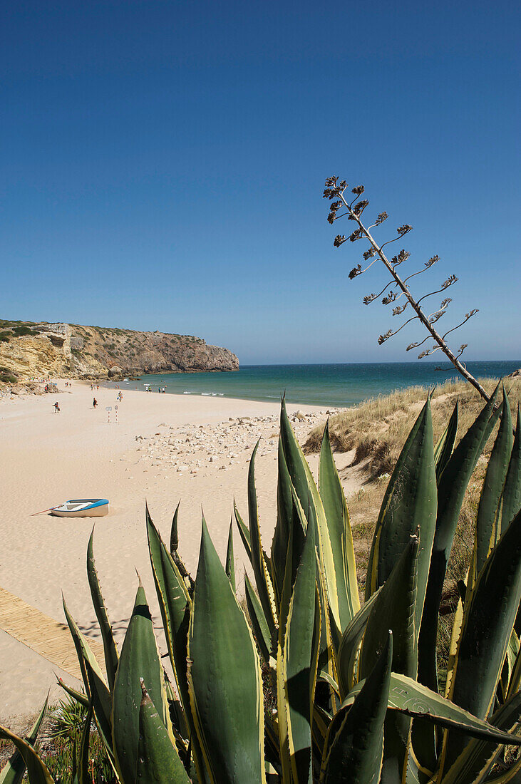 Boot und Agave, Bucht mit Sandstrand, Praia da Zavial bei Vila do Bispo, Algarve, Portugal, Europa