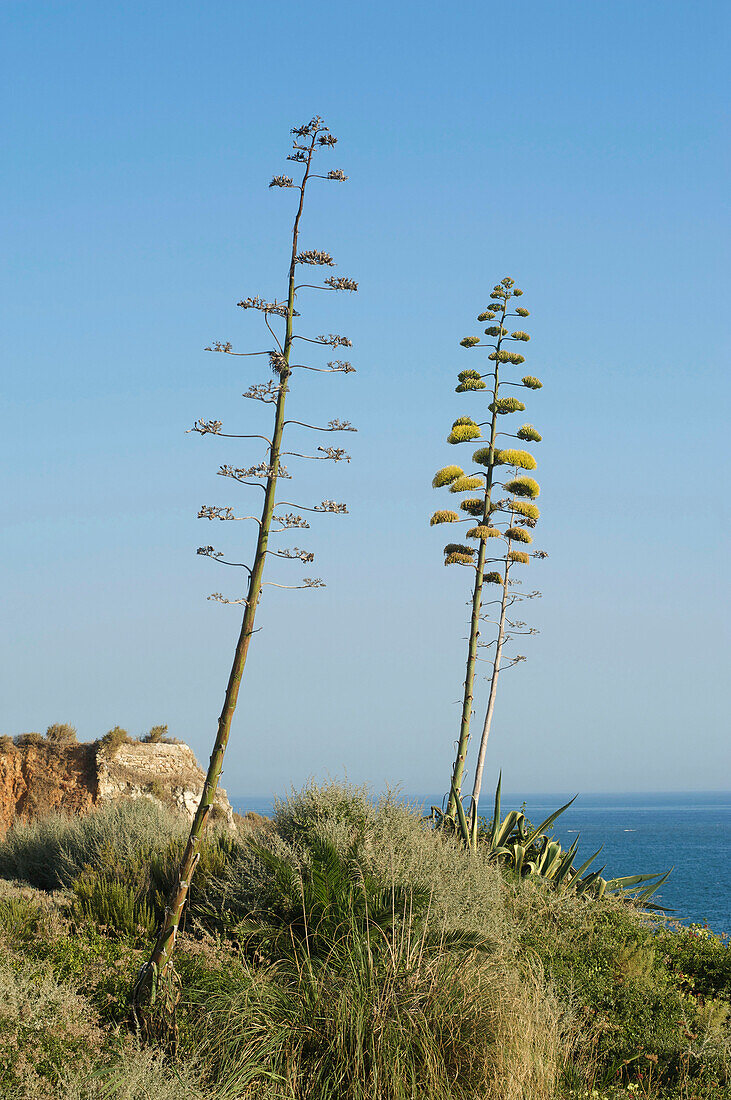 Blooming agaves at Praia da Rocha, Portimao, Algarve, Portugal, Europe
