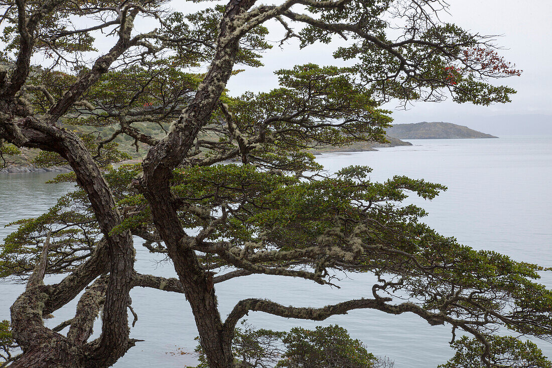 Tree at Lake Roca in Tierra del Fuego National Park, near Ushuaia, Tierra del Fuego, Patagonia, Argentina, South America