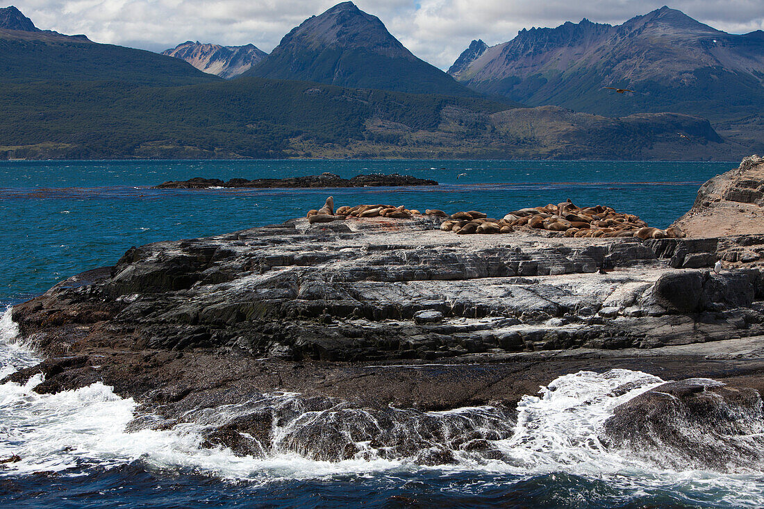 Kormorane und Seelöwen auf einer Insel im Beagle-Kanal, nahe Ushuaia, Feuerland, Patagonien, Argentinien, Südamerika