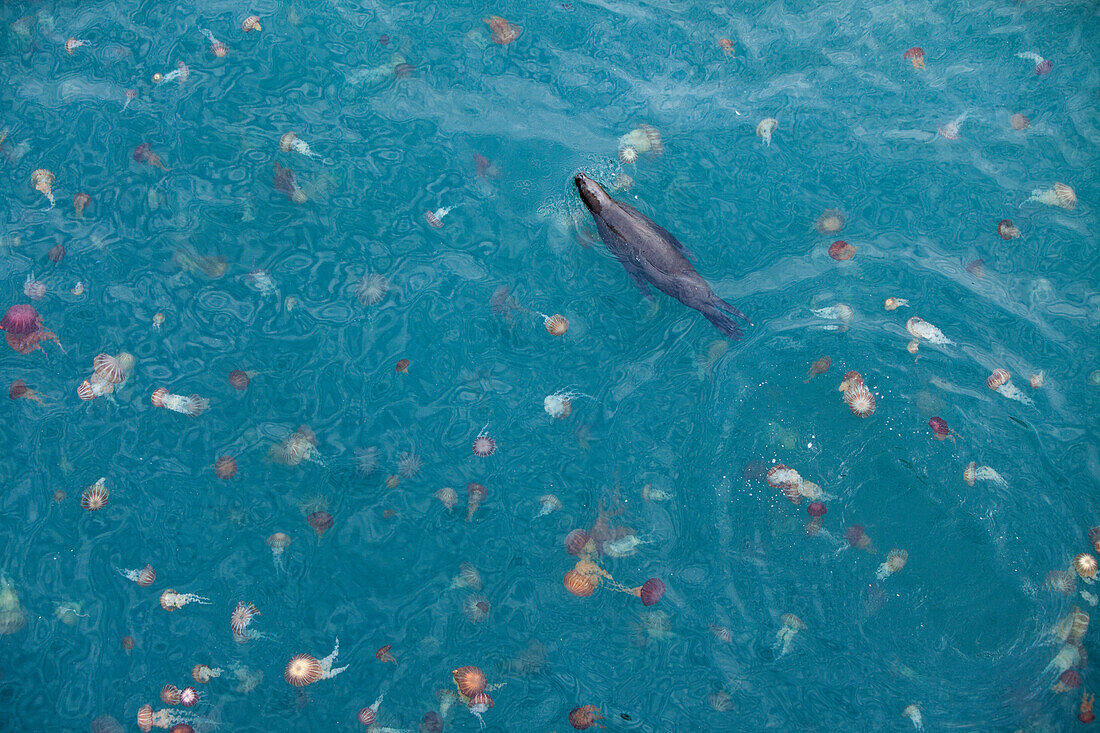 Ein Seelöwe schwimmt inmitten von bunten Quallen im Hafenbecken, Iquique, Tarapaca, Chile, Südamerika