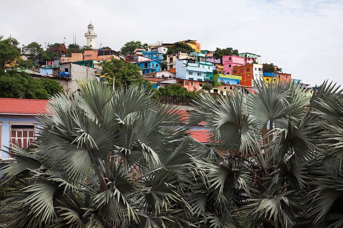 Colorful houses in Las Penas district, Guayaquil, Ecuador, South America