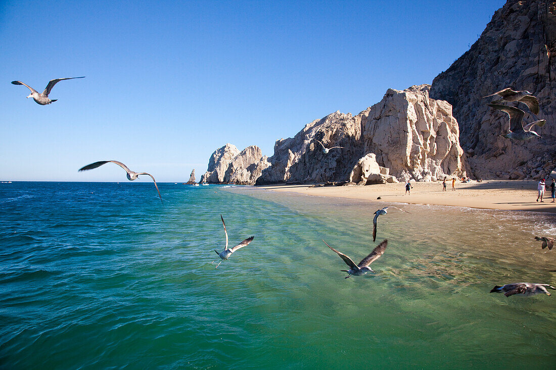 Seagulls and rocks near Lands End, Cabo San Lucas, Baja California Sur, Mexico, Central America