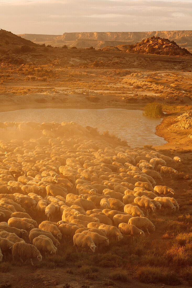 Flock of sheep at a water hole in the desert Bardenas Reales, UNESCO Biosphere Reserve, Province of Navarra, Northern Spain, Spain, Europe