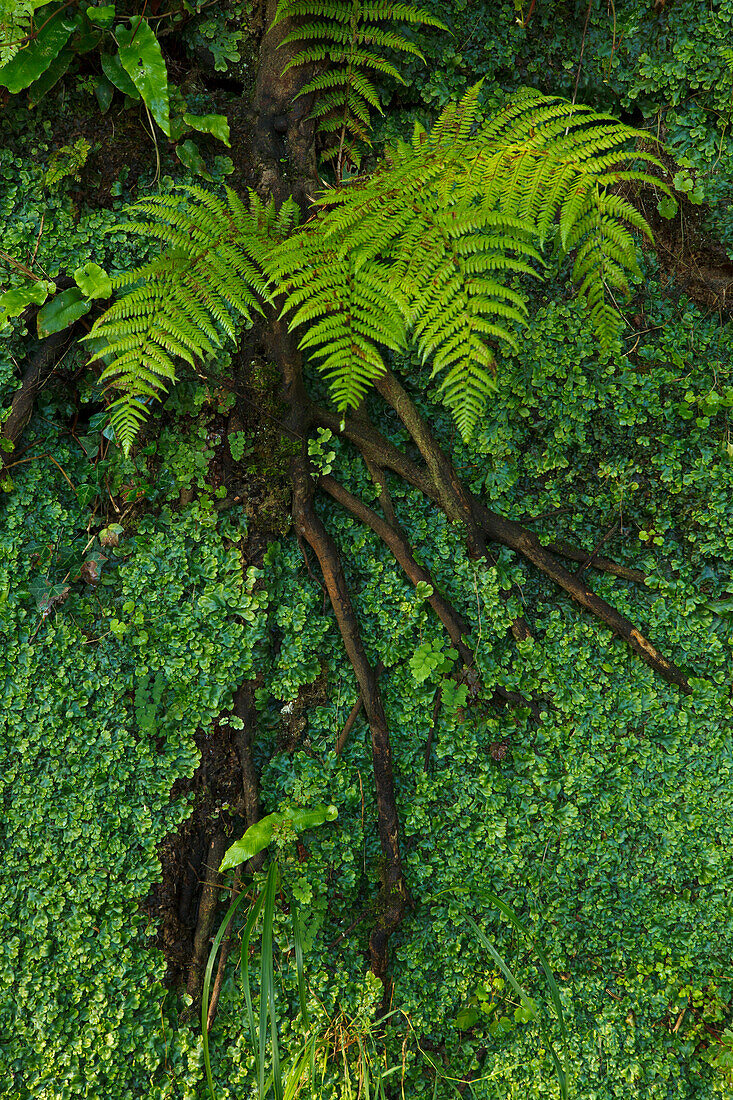 Fern and roots at Monte Igueldo, San Sebastian, Donostia, Camino de la Costa, Camino del Norte, coastal route, Way of St. James, Camino de Santiago, pilgrims way, province of Guipuzcoa, Basque Country, Euskadi, Northern Spain, Spain, Europe