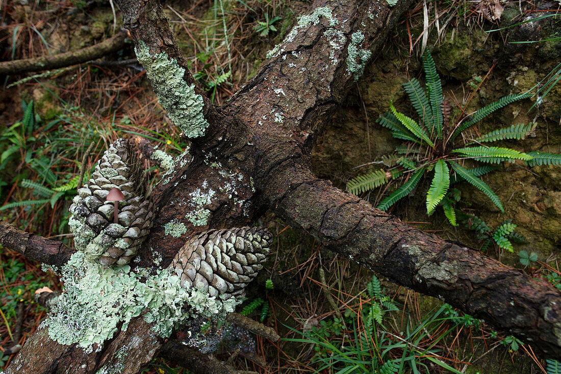 Branch with pine cones on the forest soil, El bosque animado de Oma, Kortezubi, Guernica, natural reserve of Urdaibai, province of Bizkaia, Basque Country, Euskadi, Northern Spain, Spain, Europe
