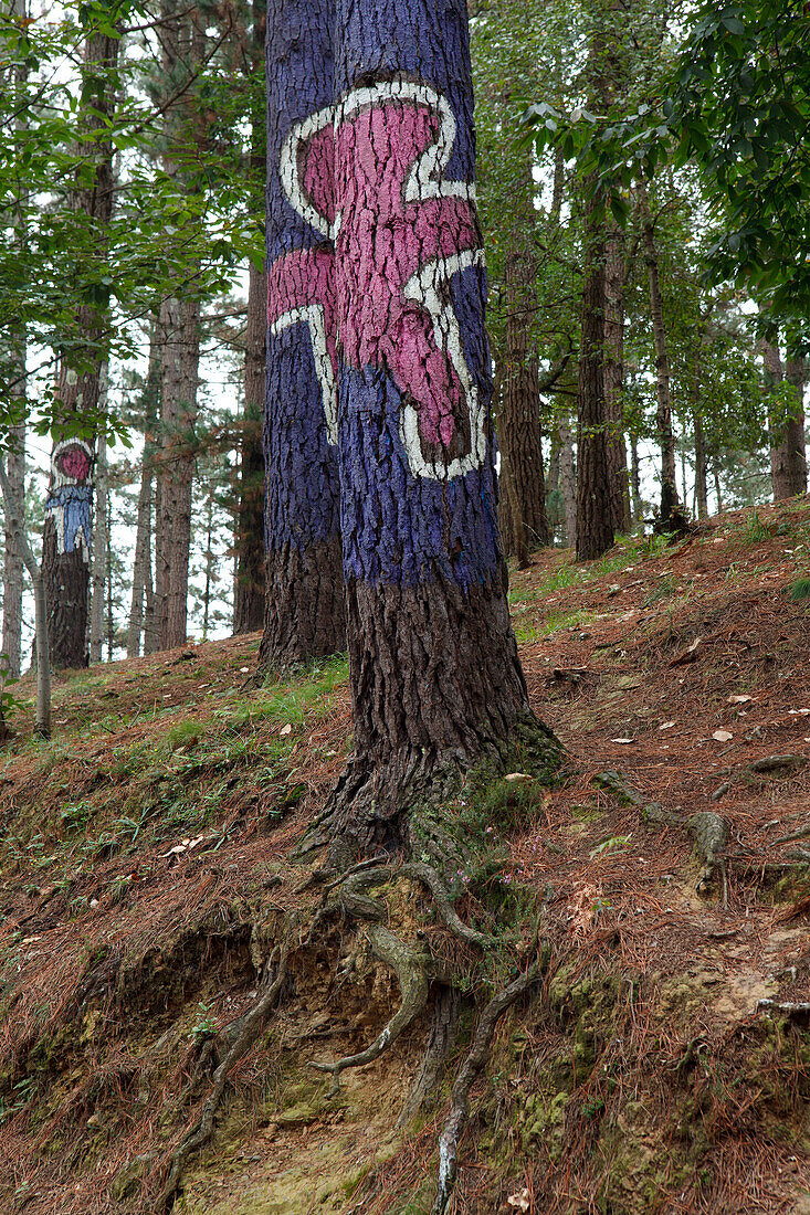 Painted trunks of trees, El bosque pintado de Oma, El bosque animado de Oma, Parte de este nino y parte del otro da uno mas, A part of this child and a part of the other one makes some more, Kortezubi, Guernica, natural reserve of Urdaibai, province of Bi