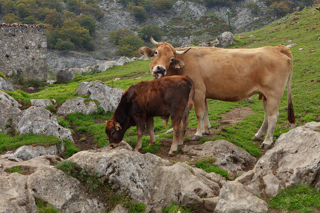 Kühe auf der Alm, Majadas Las Boblas, westliche Picos de Europa, Parque Nacional de los Picos de Europa, Picos de Europa, Provinz Asturias, Principado de Asturias, Asturien, Nordspanien, Spanien, Europa